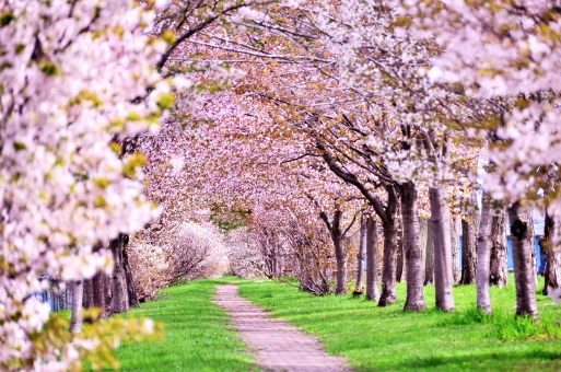 桜のトンネル